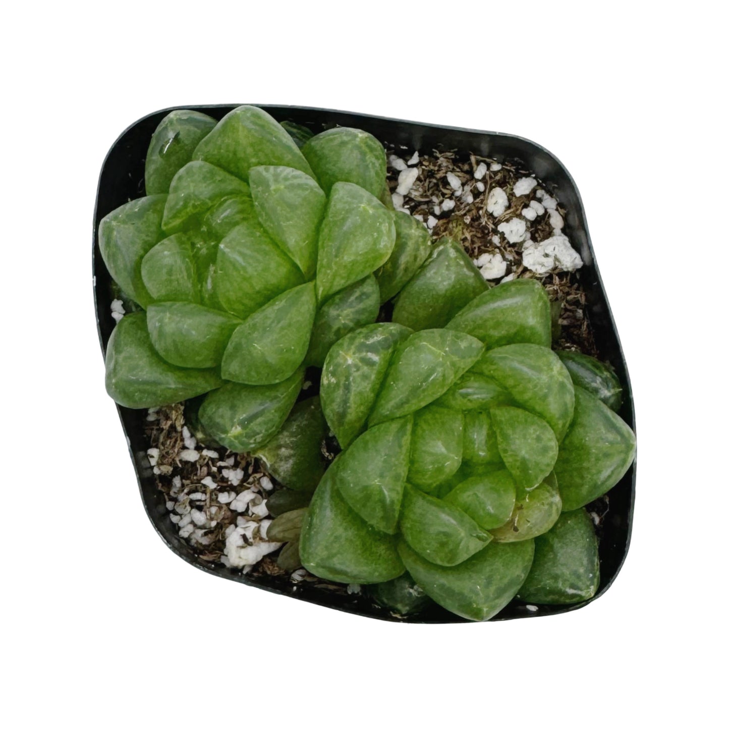 Haworthia cymbiformis