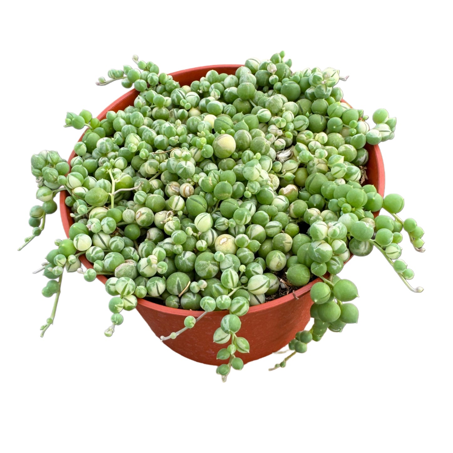 Senecio rowleyanus variegata | Variegated String of Pearls