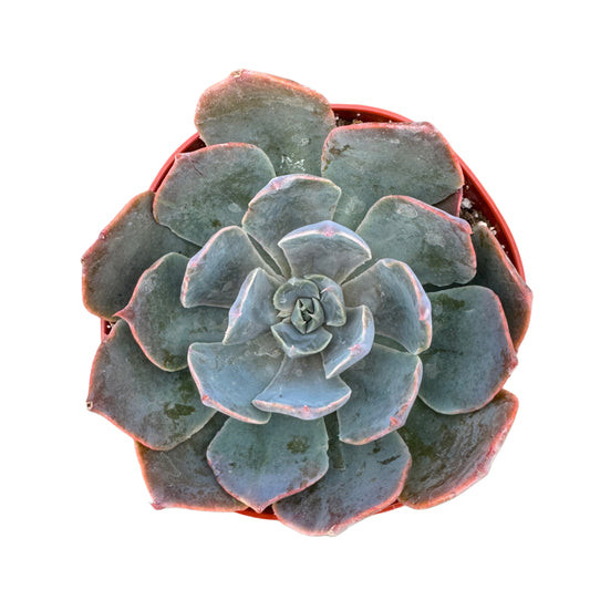 Echeveria Blue Prince