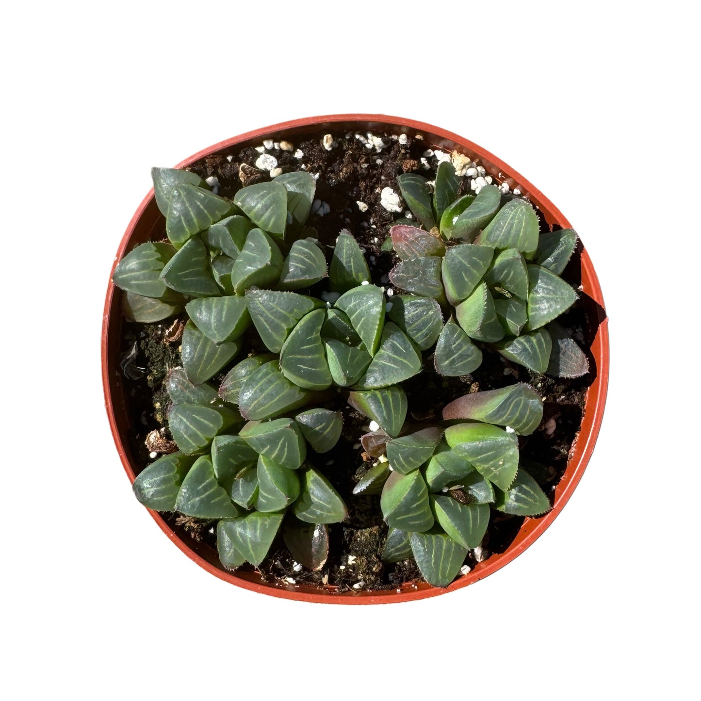 Assorted Haworthia