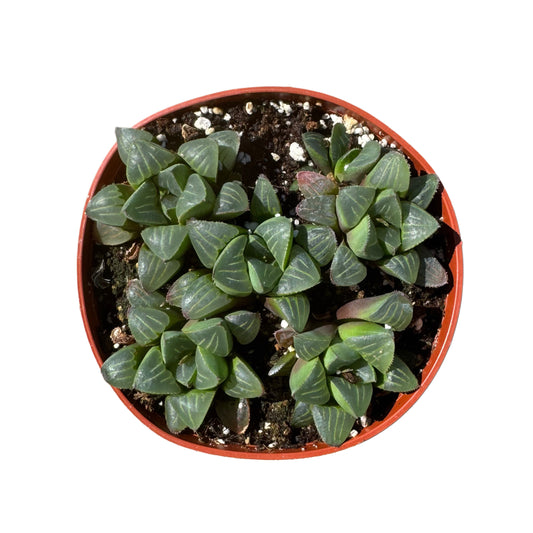 Haworthia pygmaea