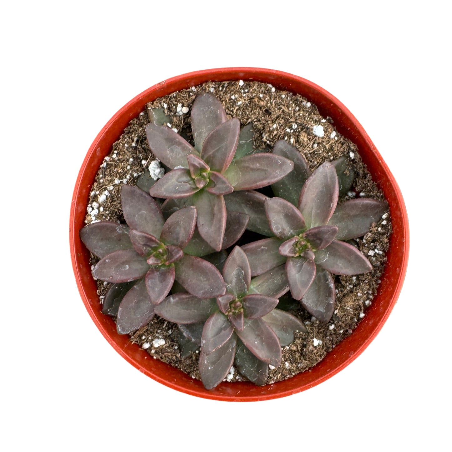 Sedeveria Licorice