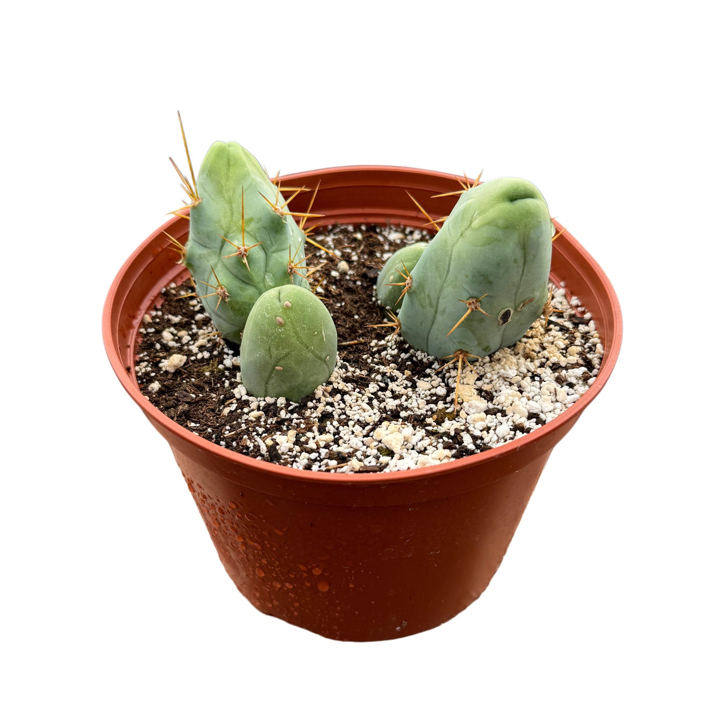 Trichocereus Bridgesii Monstrose | Penis Cactus