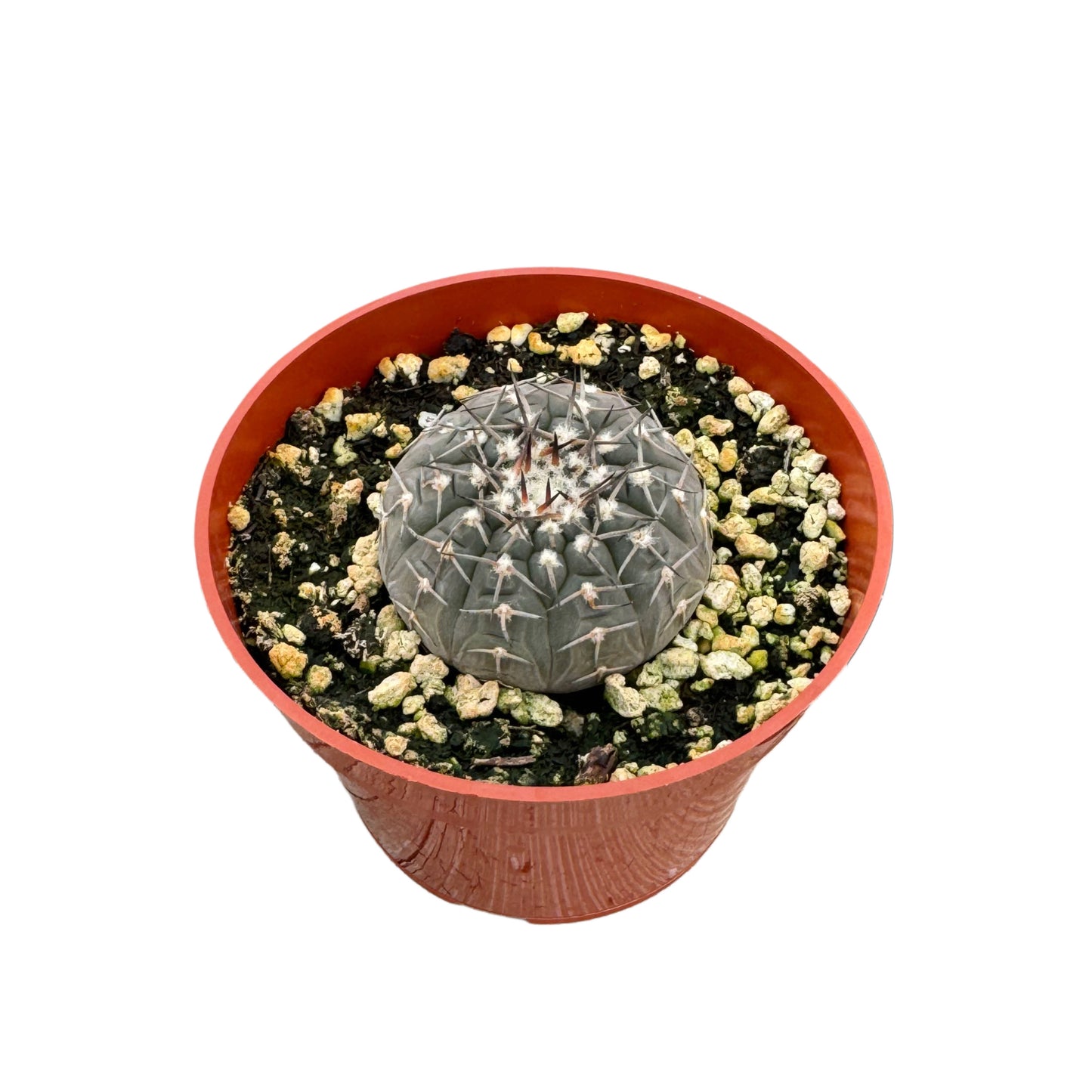 Gymnocalycium quehlianum | Quehla chin cactus