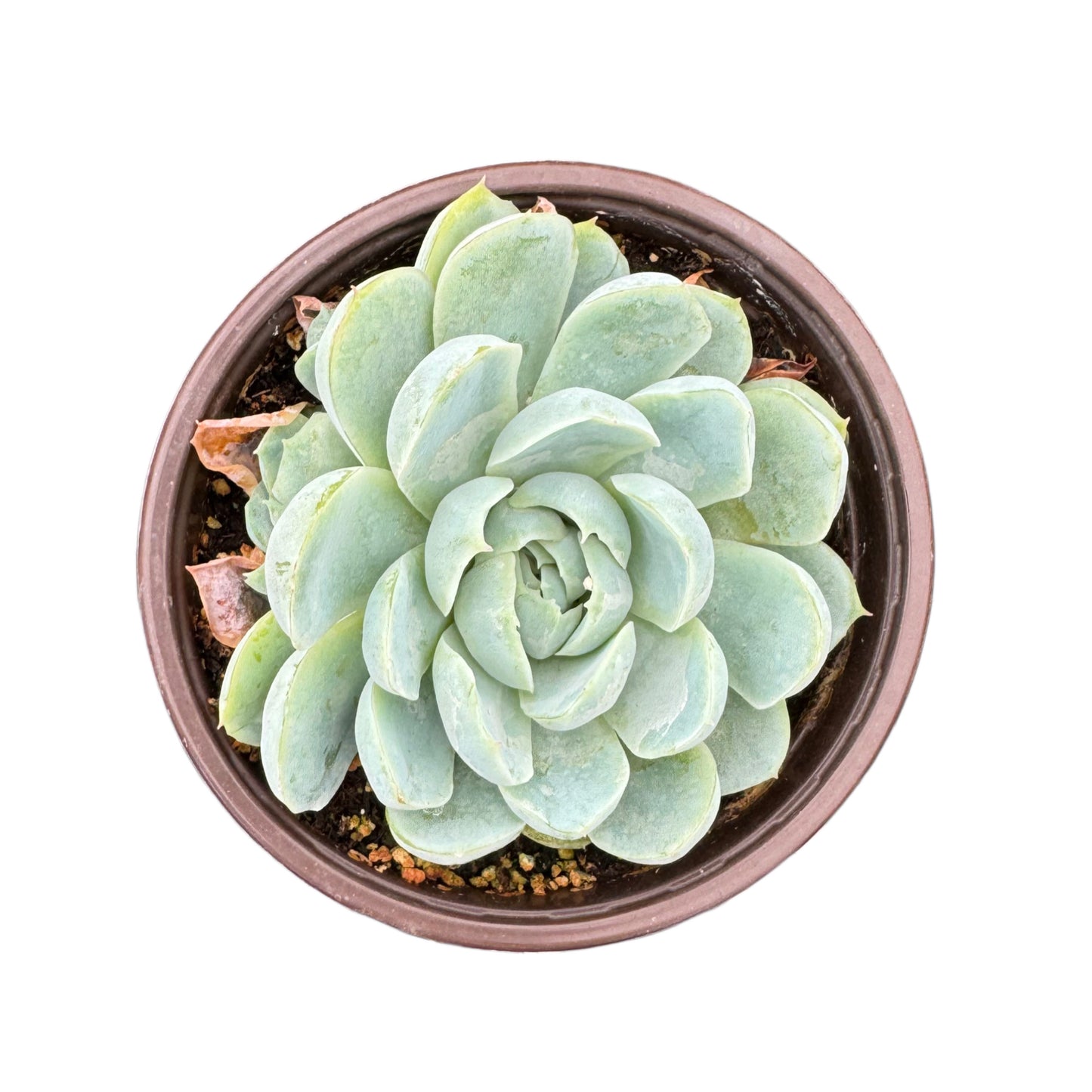 Echeveria Arctic Ice