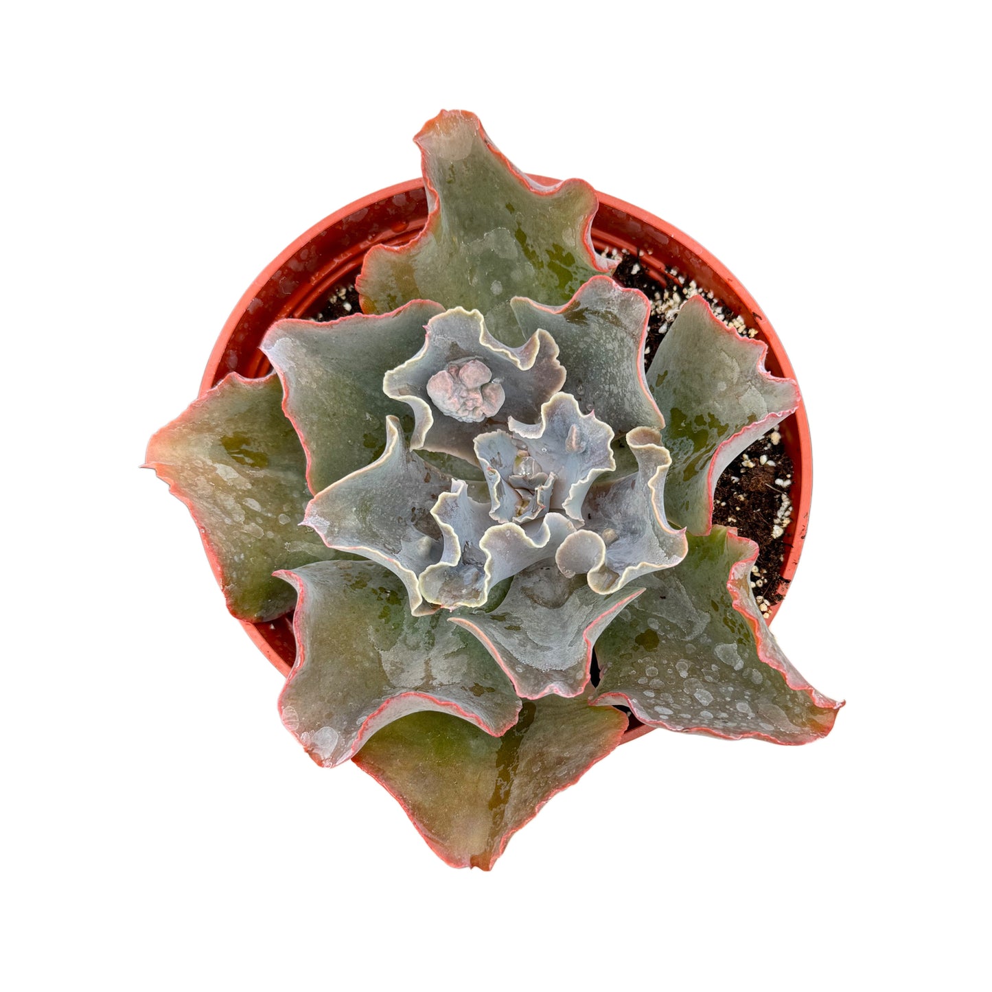 Echeveria Violacina