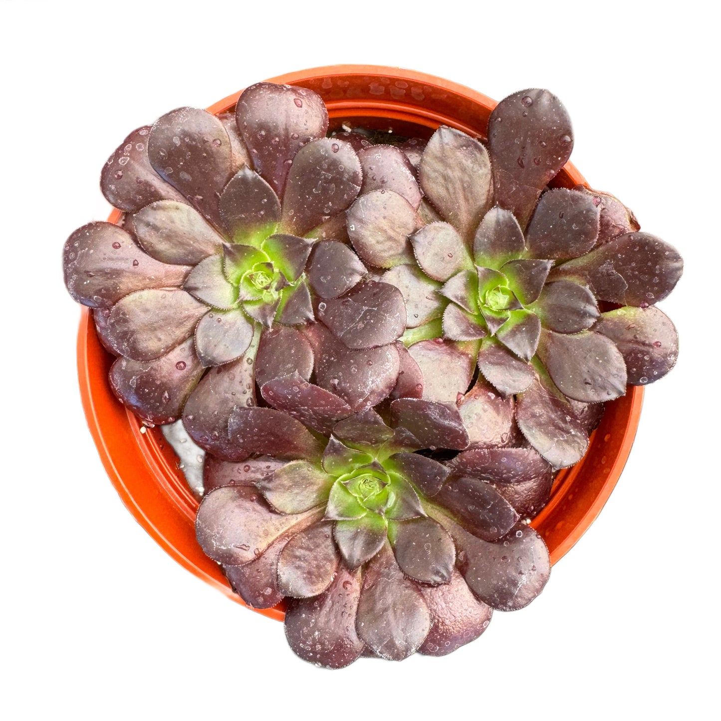 Aeonium Black Rose