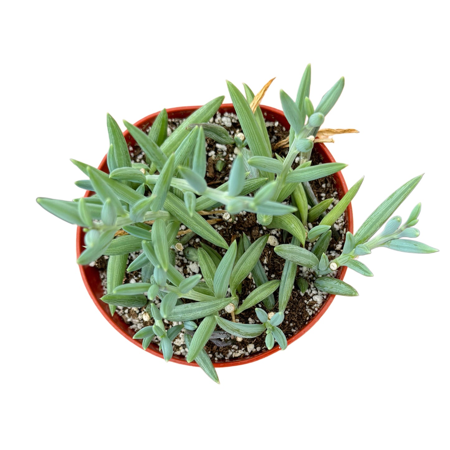 Senecio radicans glauca | String of Fishhooks