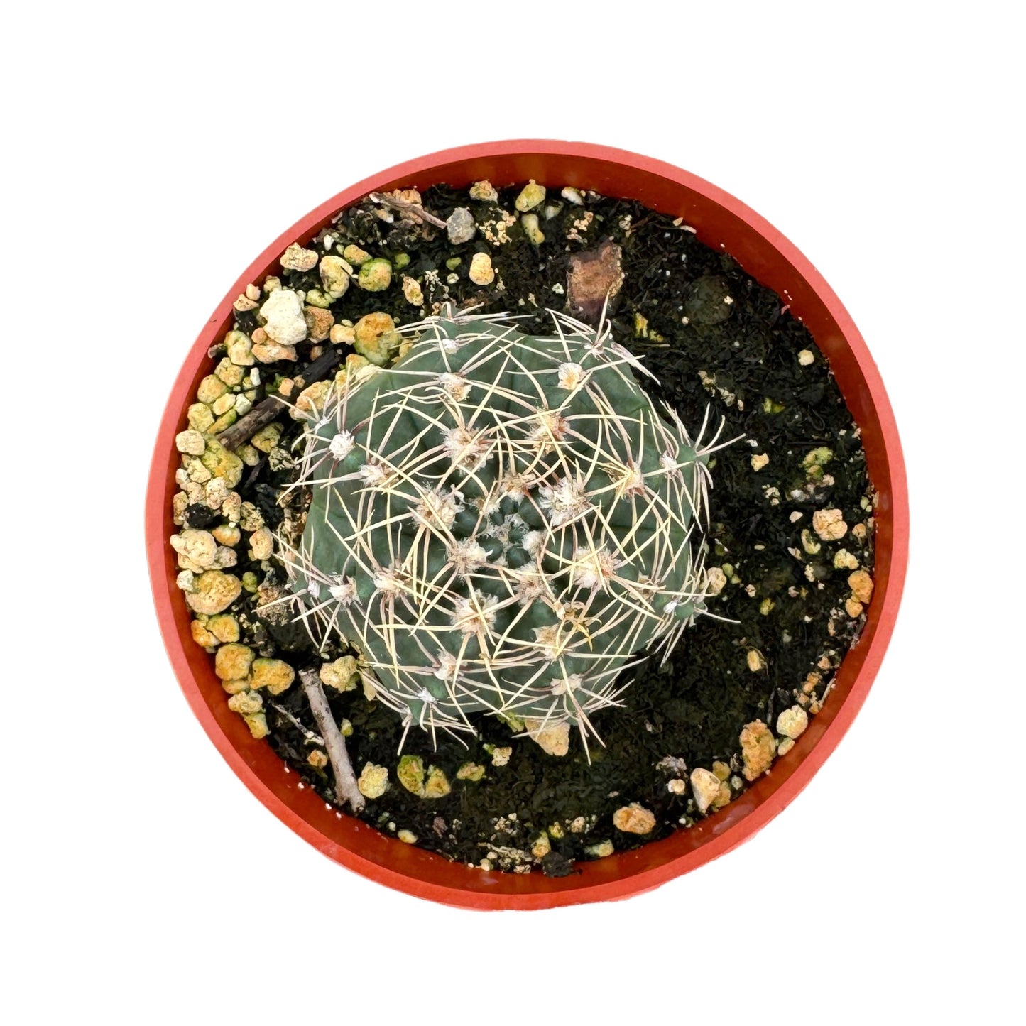 Gymnocalycium erinaceum | Chin cactus