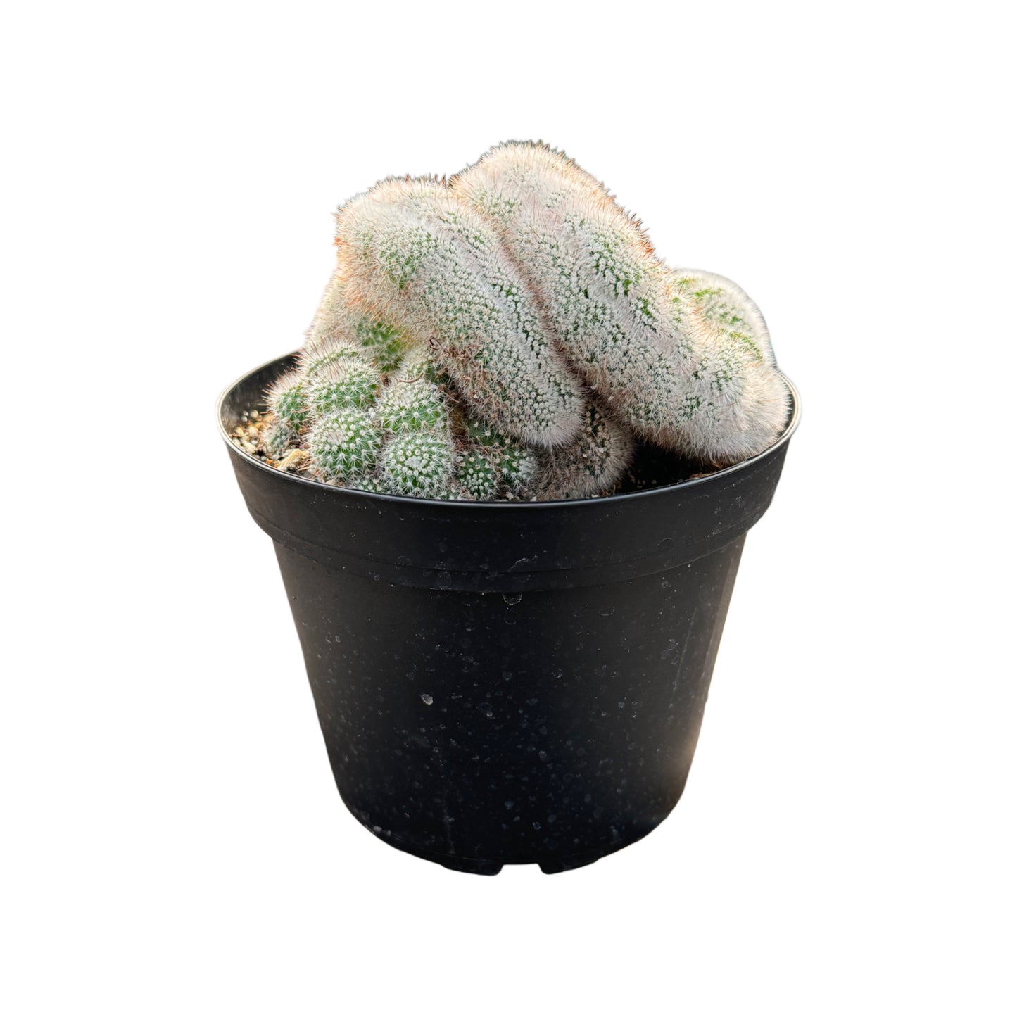 Assorted Crested Cactus