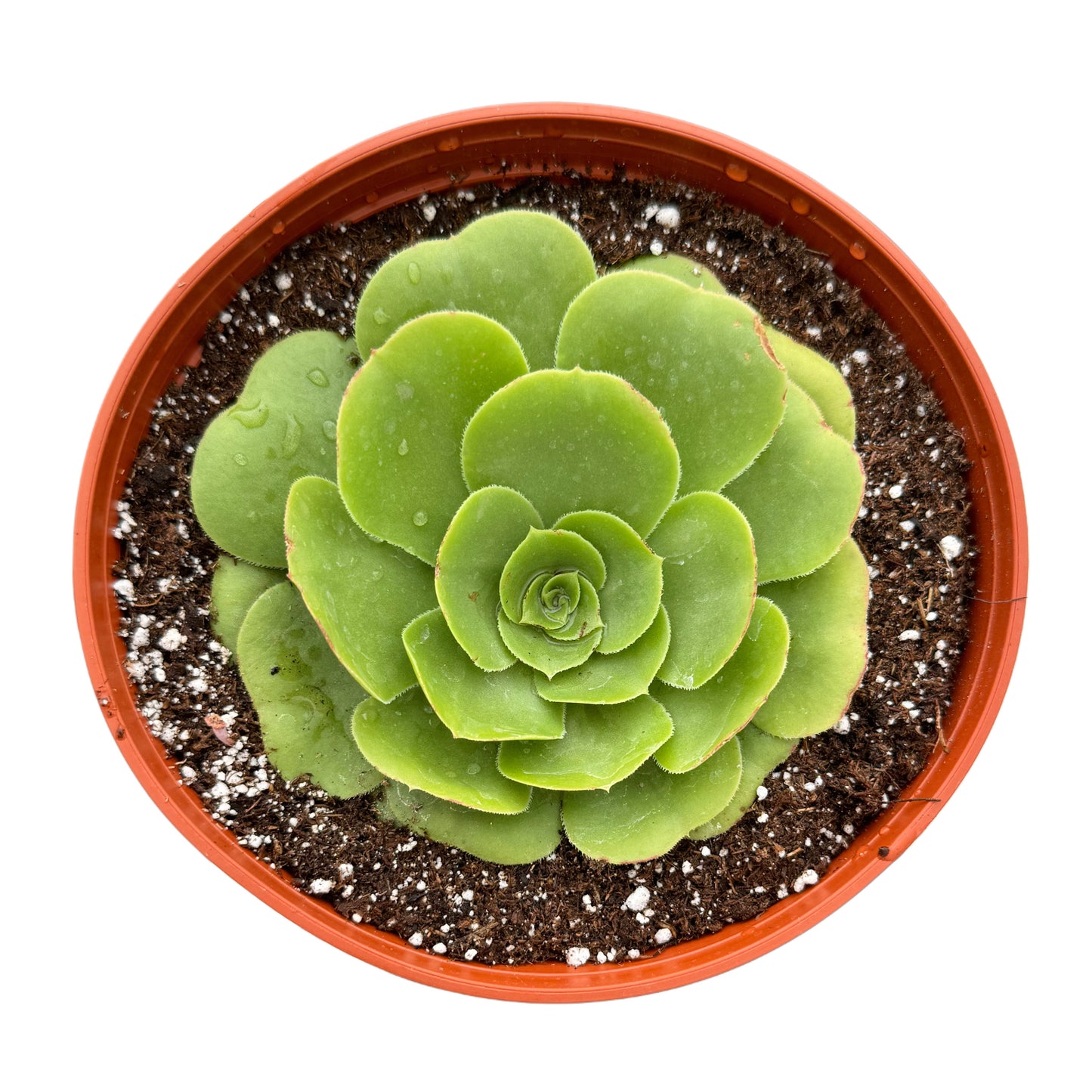 Aeonium Green Rose