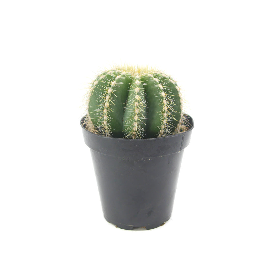 Notocactus magnificus | Balloon cactus