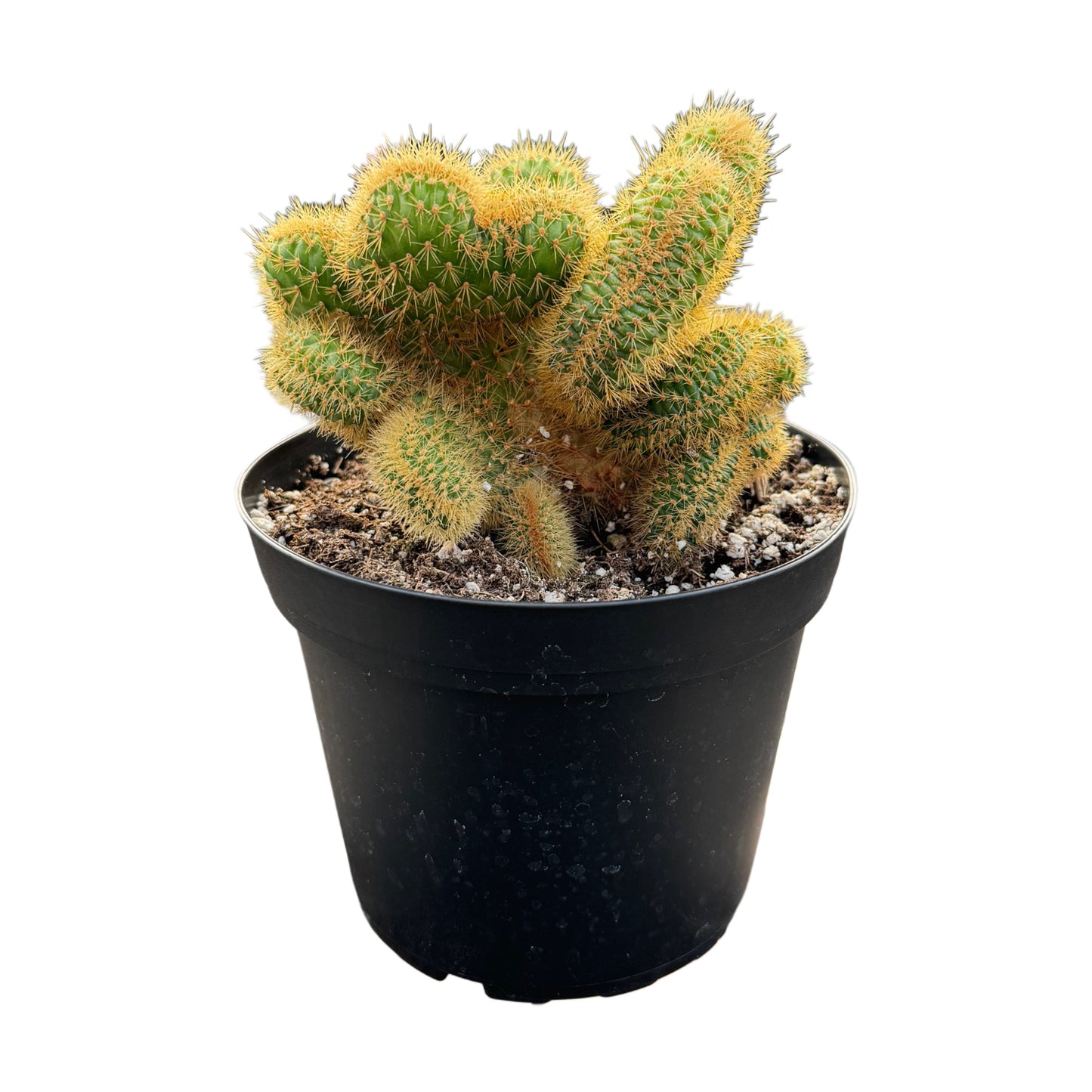 Assorted Crested Cactus