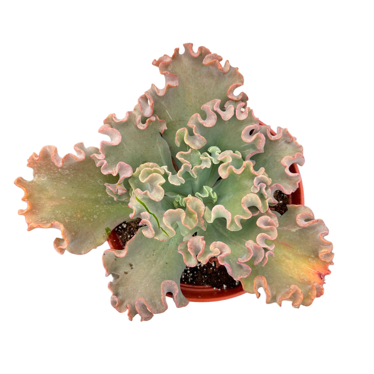 Echeveria Gibbiflora