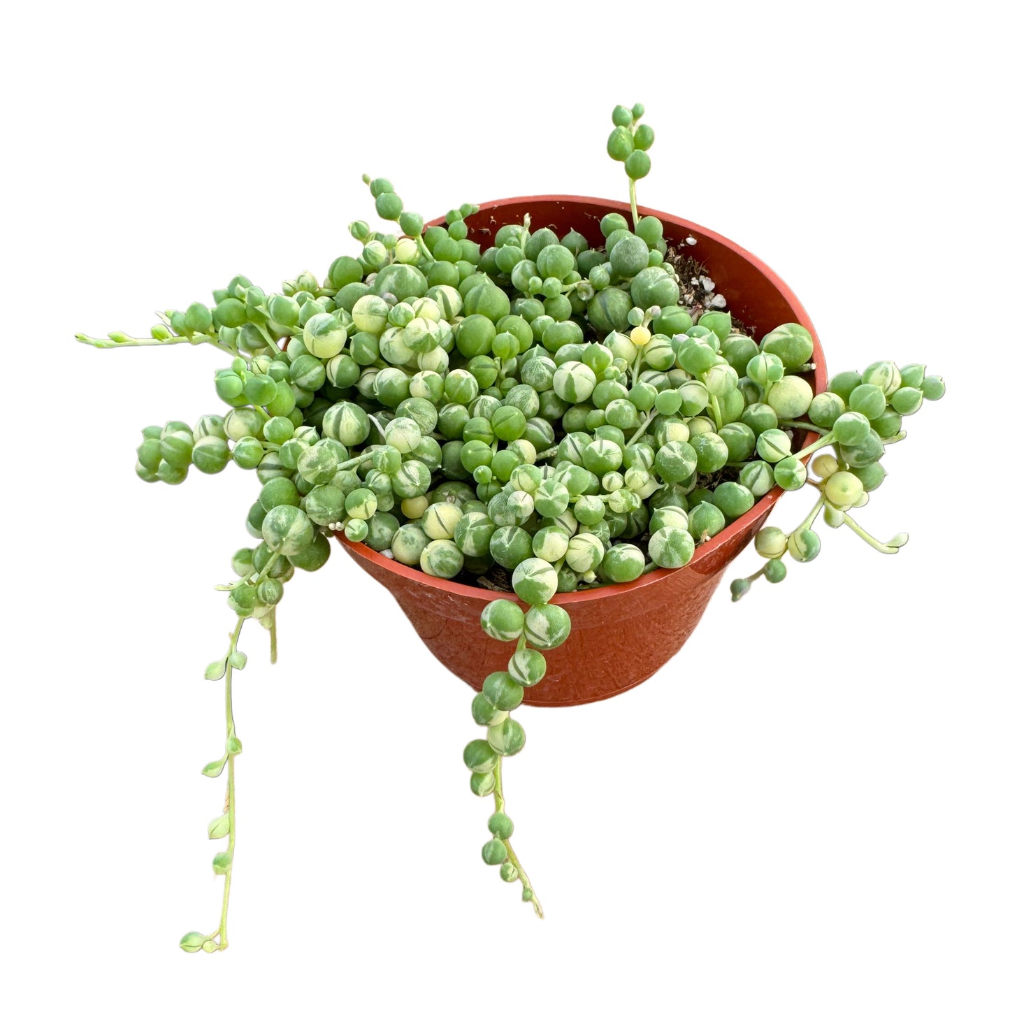 Senecio rowleyanus variegata | Variegated String of Pearls