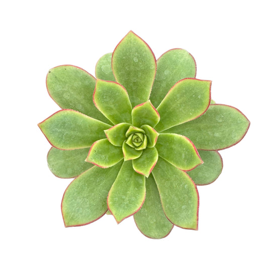 Aeonium Kiwi