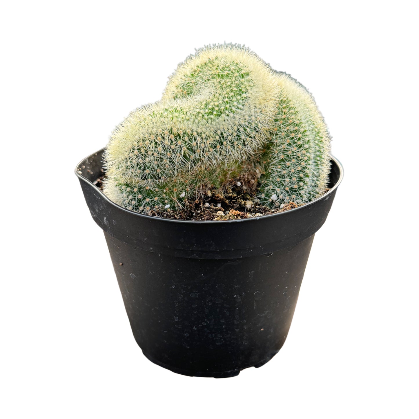 Assorted Crested Cactus