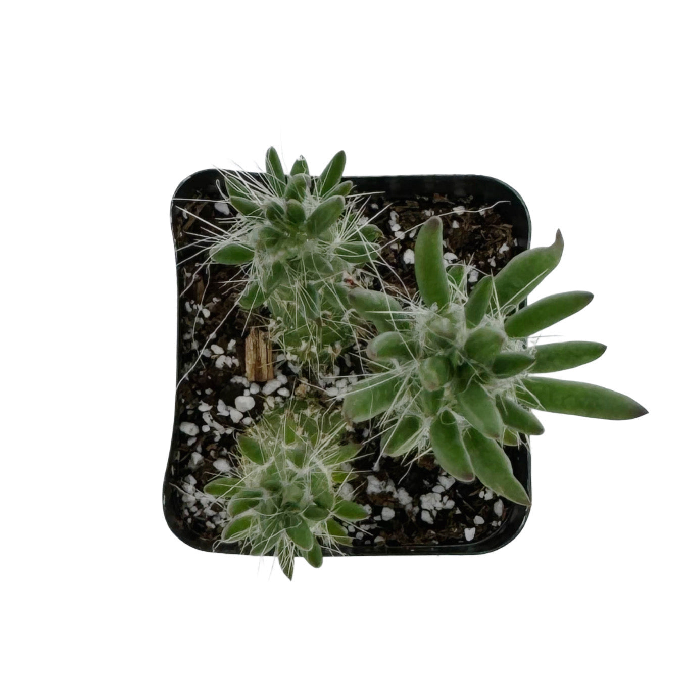 Austrocylindropuntia cylindrica | Cane Cactus