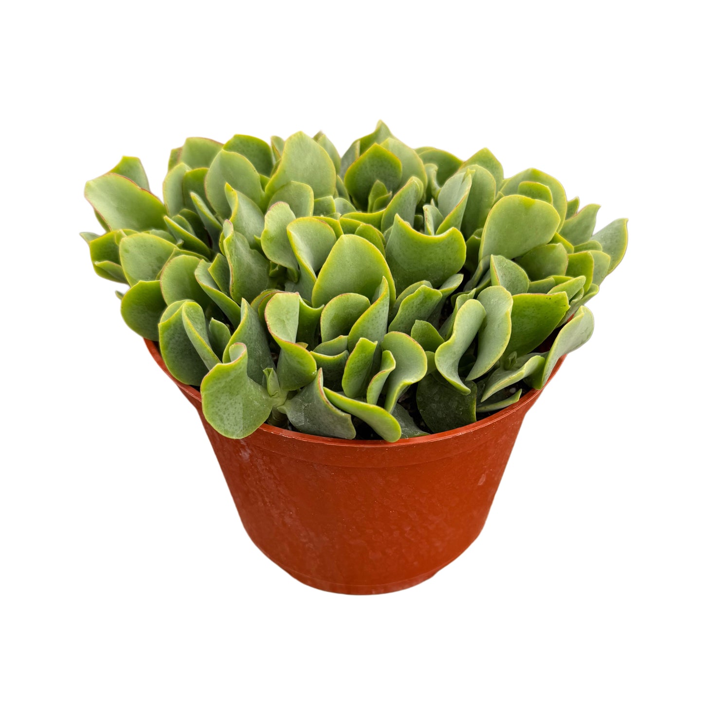 Crassula undulatifolia | Ripple Jade