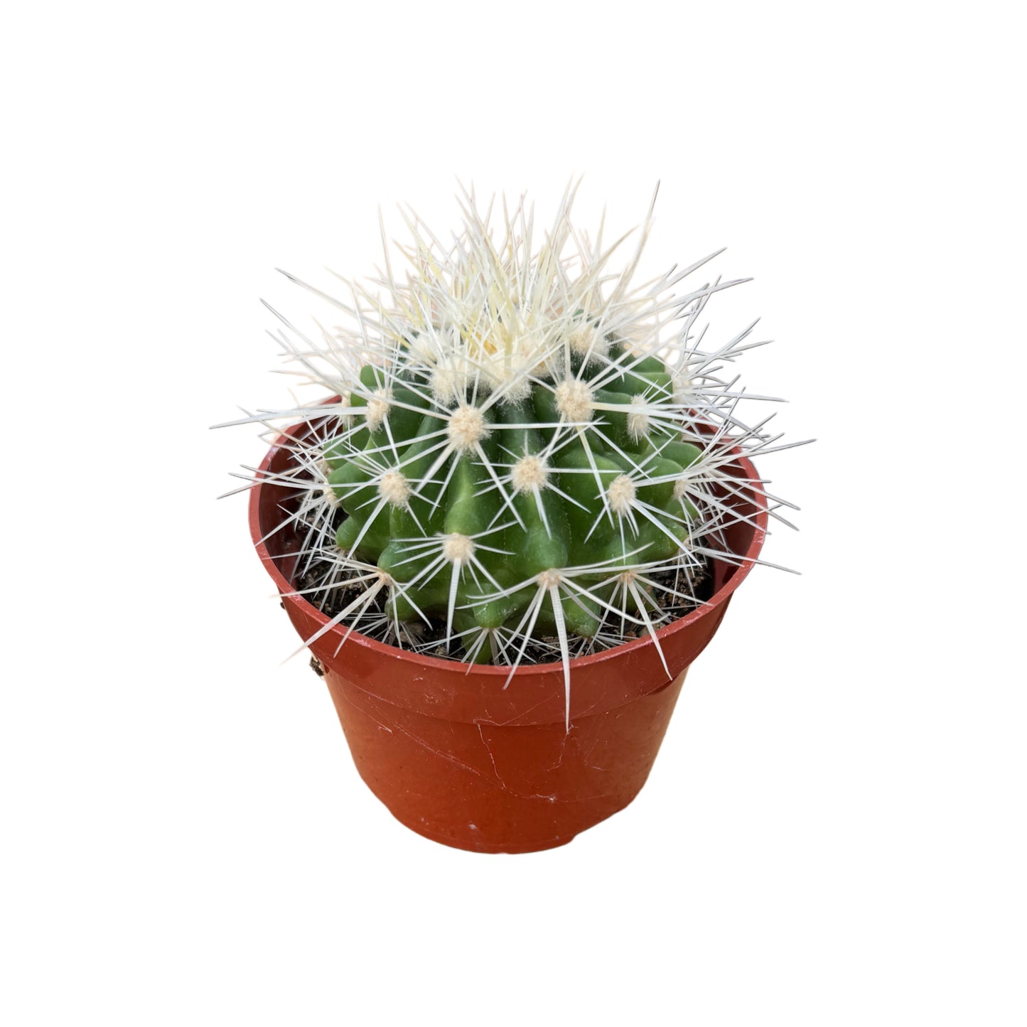 Echinocactus grusonii albispinus | Silver Barrel Cactus