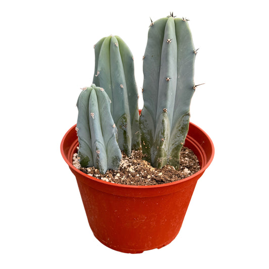 Myrtillocactus Geometrizans | Blue Candle Cactus