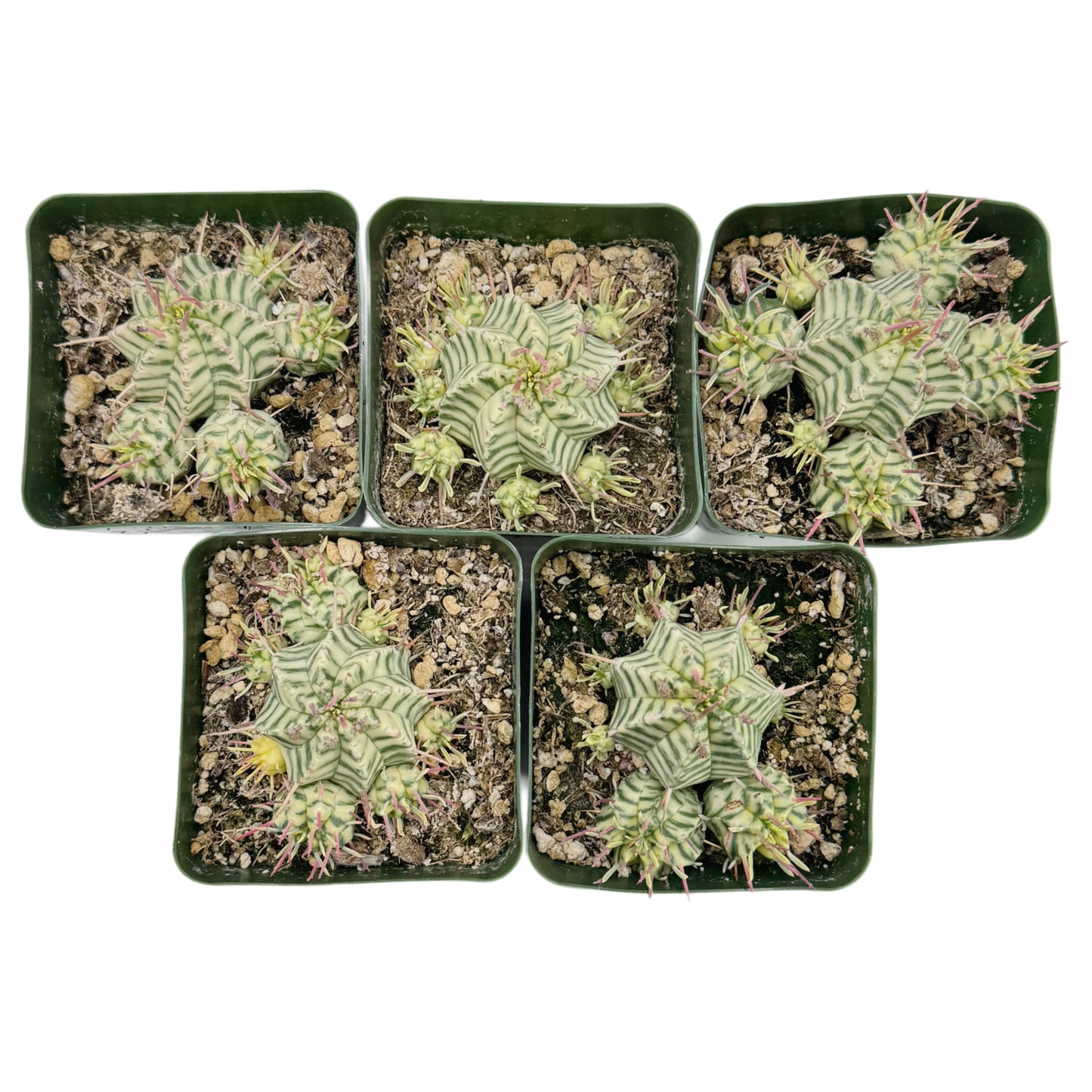 Euphorbia meloformis variegata