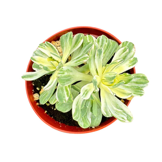 Aeonium Suncup