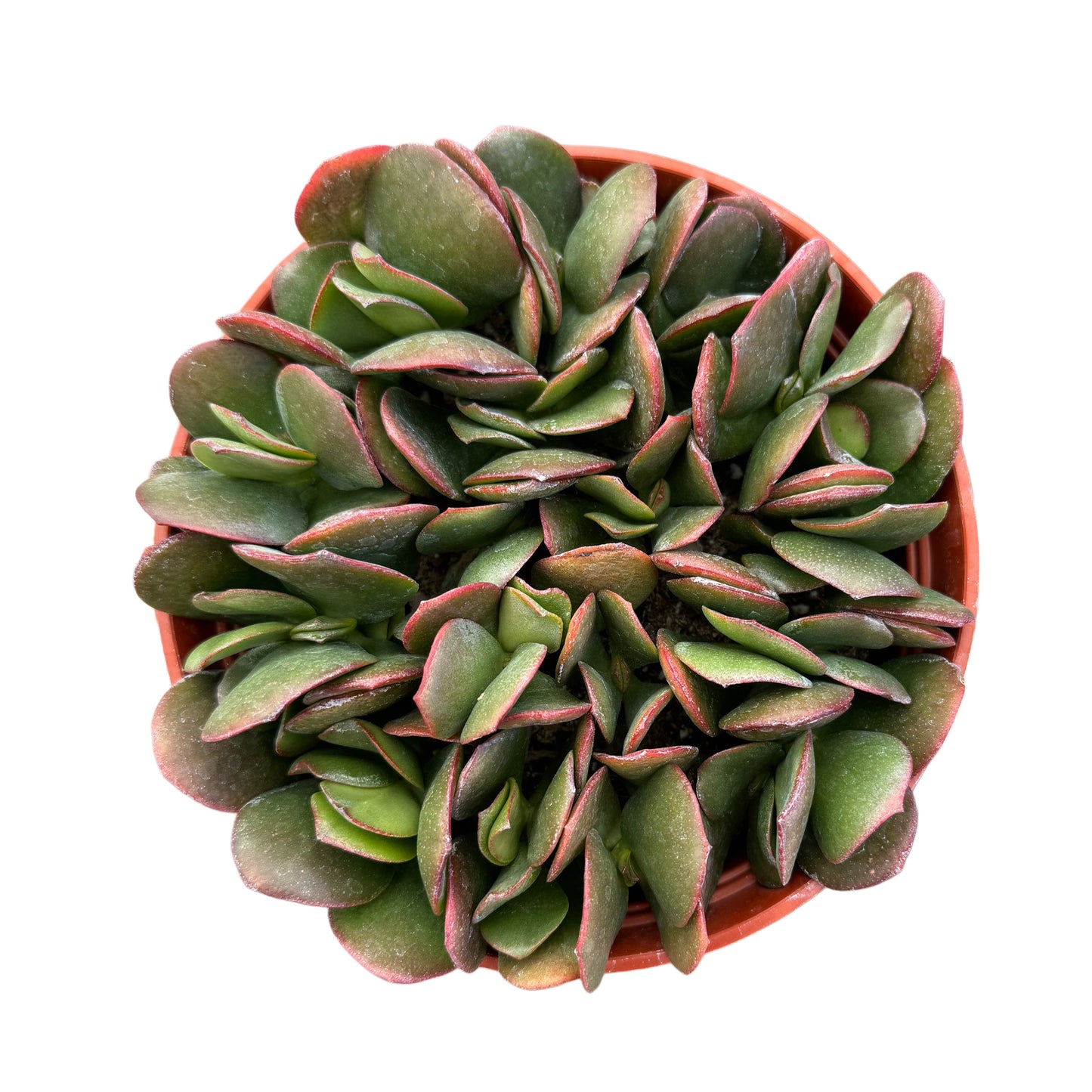 Assorted Crassula Succulents