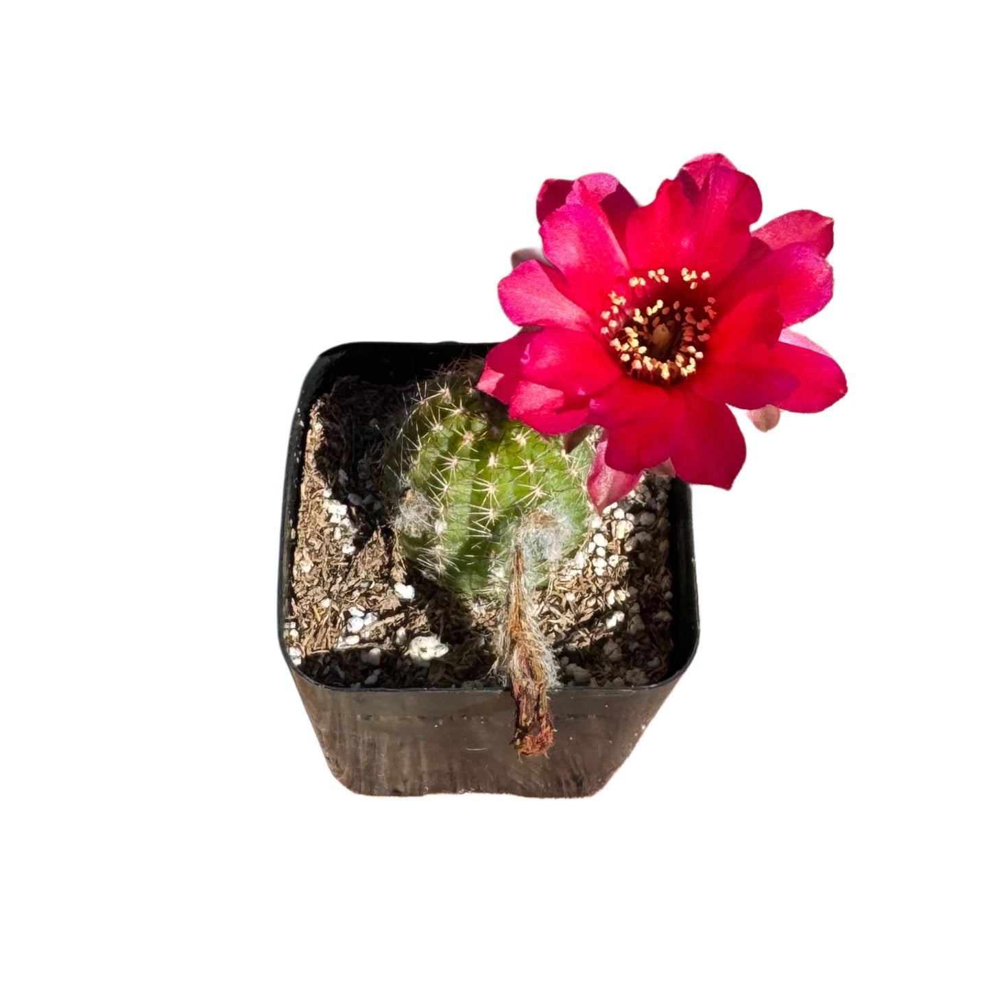 Echinopsis 'Rose Quartz'