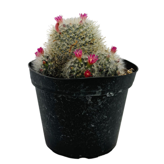 Mammillaria Boscana | Powder Puff Cactus