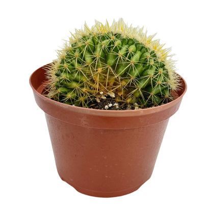 Echinocactus grusonii cristata
