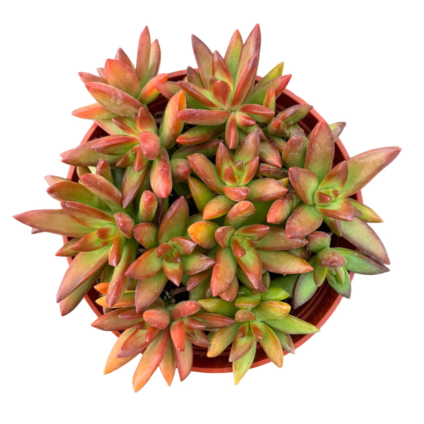 Sedum Adolphi 'Firestorm'