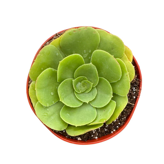 Aeonium Green Rose