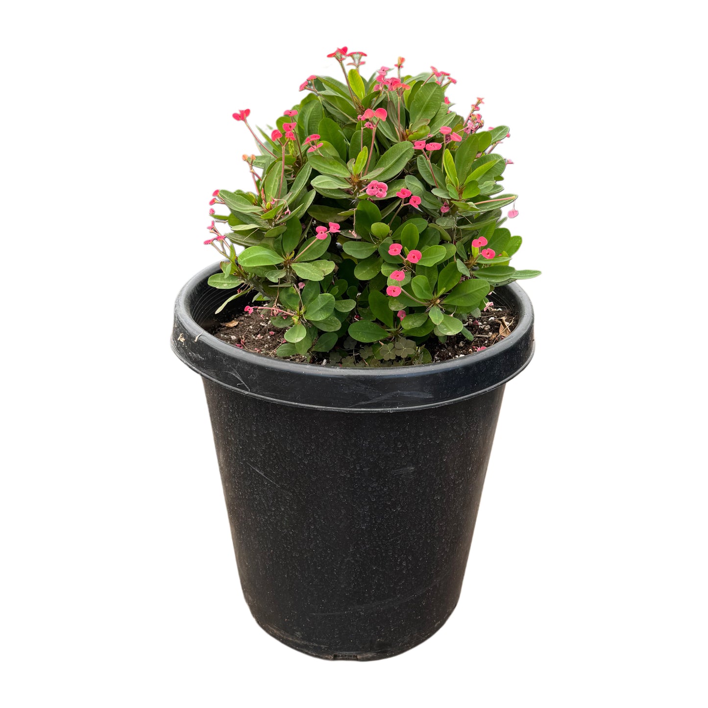 Euphorbia Milli | Crown of Thorns (Red)