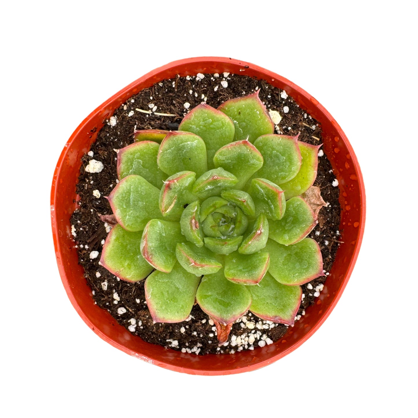 Echeveria Agavoides | Lipstick Plant