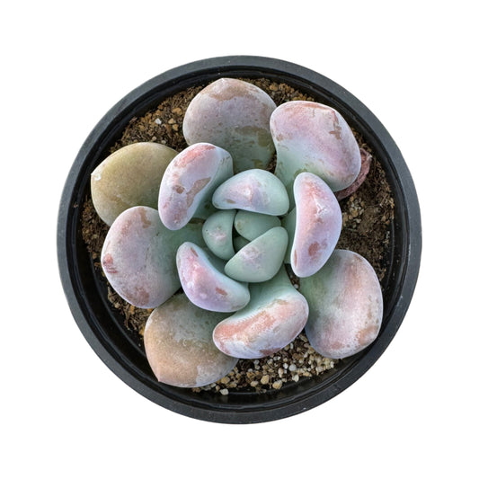 Graptoveria Opalina