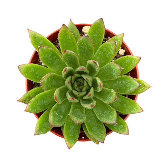 Echeveria Agavoides | Lipstick Plant