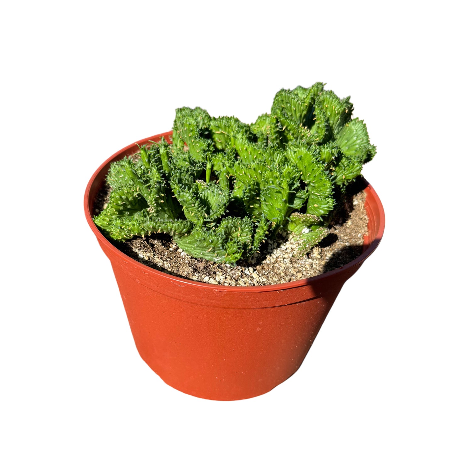 Euphorbia flanaganii cristata | Green Coral Crested