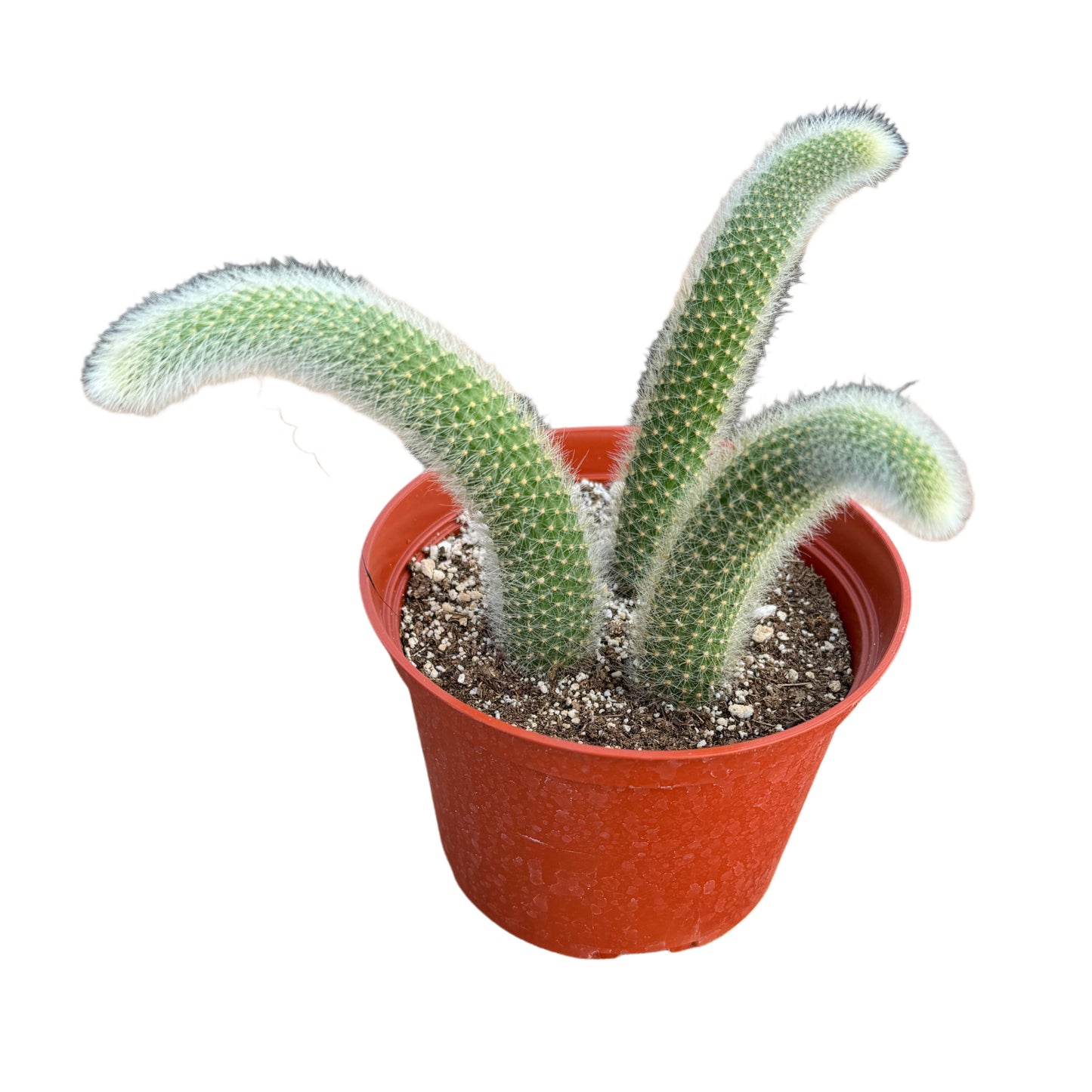 cleistocactus-colademononis-monkey-tail-cactus.jpg