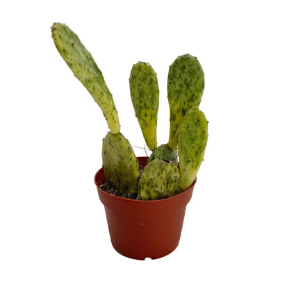 Opuntia sunburst variegata