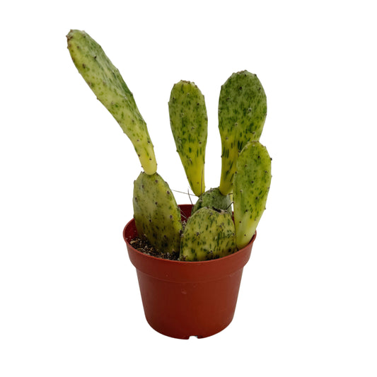 Opuntia sunburst variegata