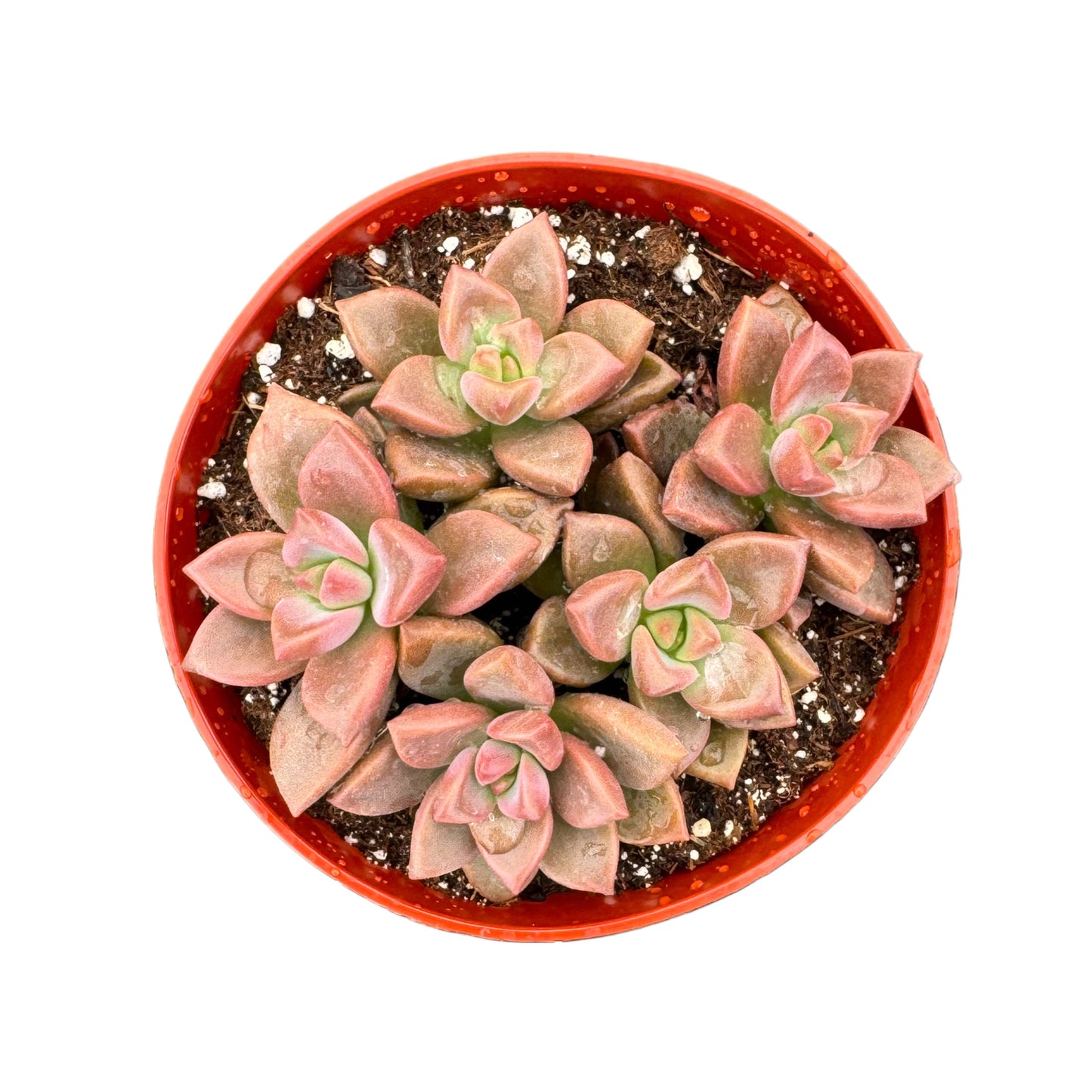 Graptosedum Vera Higgins