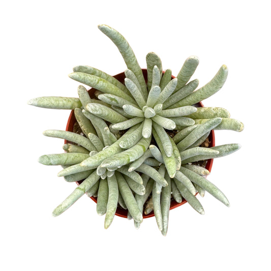 Senecio scaposus | Silver Coral