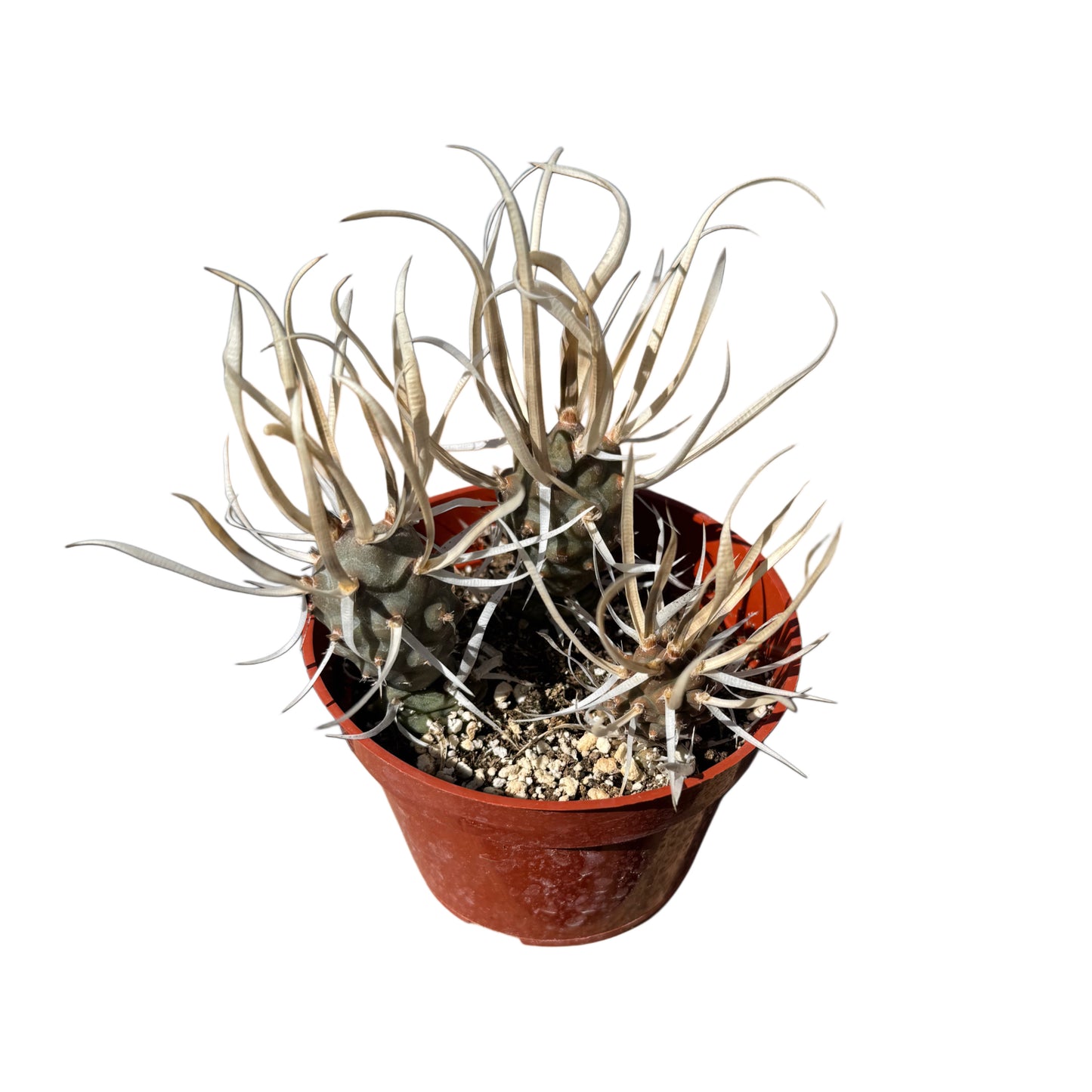 Tephrocactus articulatus papyracanthus | Paper Spine Cactus