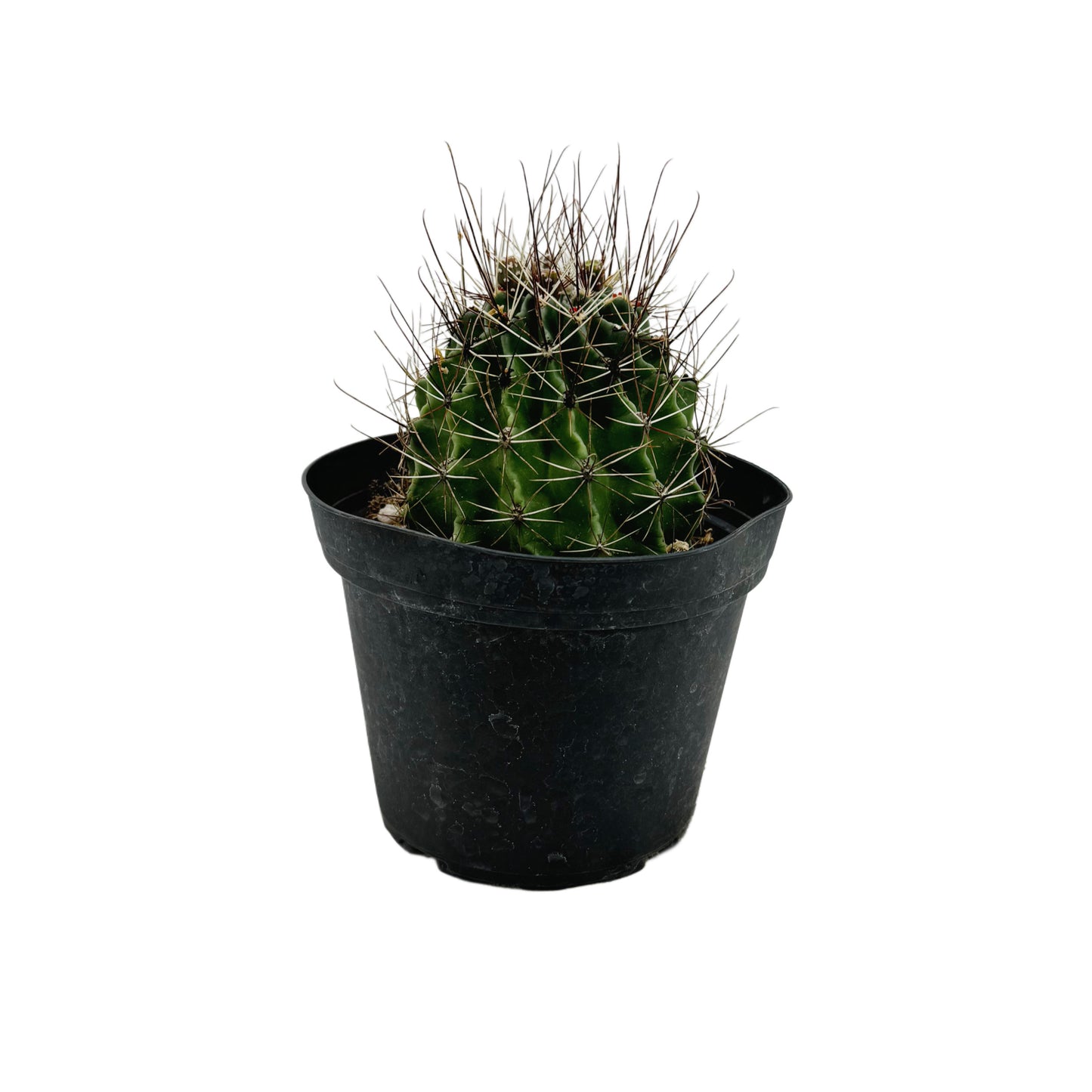 Ferocactus emoryi | Emory's Barrel Cactus