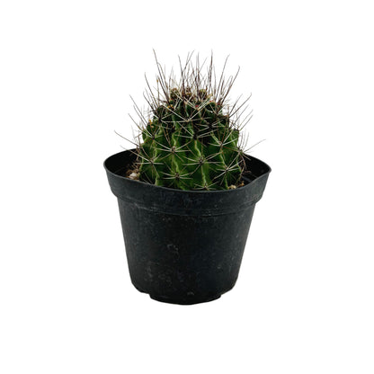 Ferocactus emoryi
