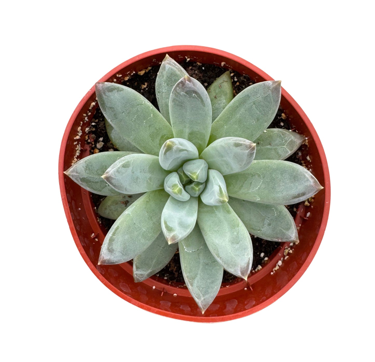 Pachyphytum Compactum | Little Jewel