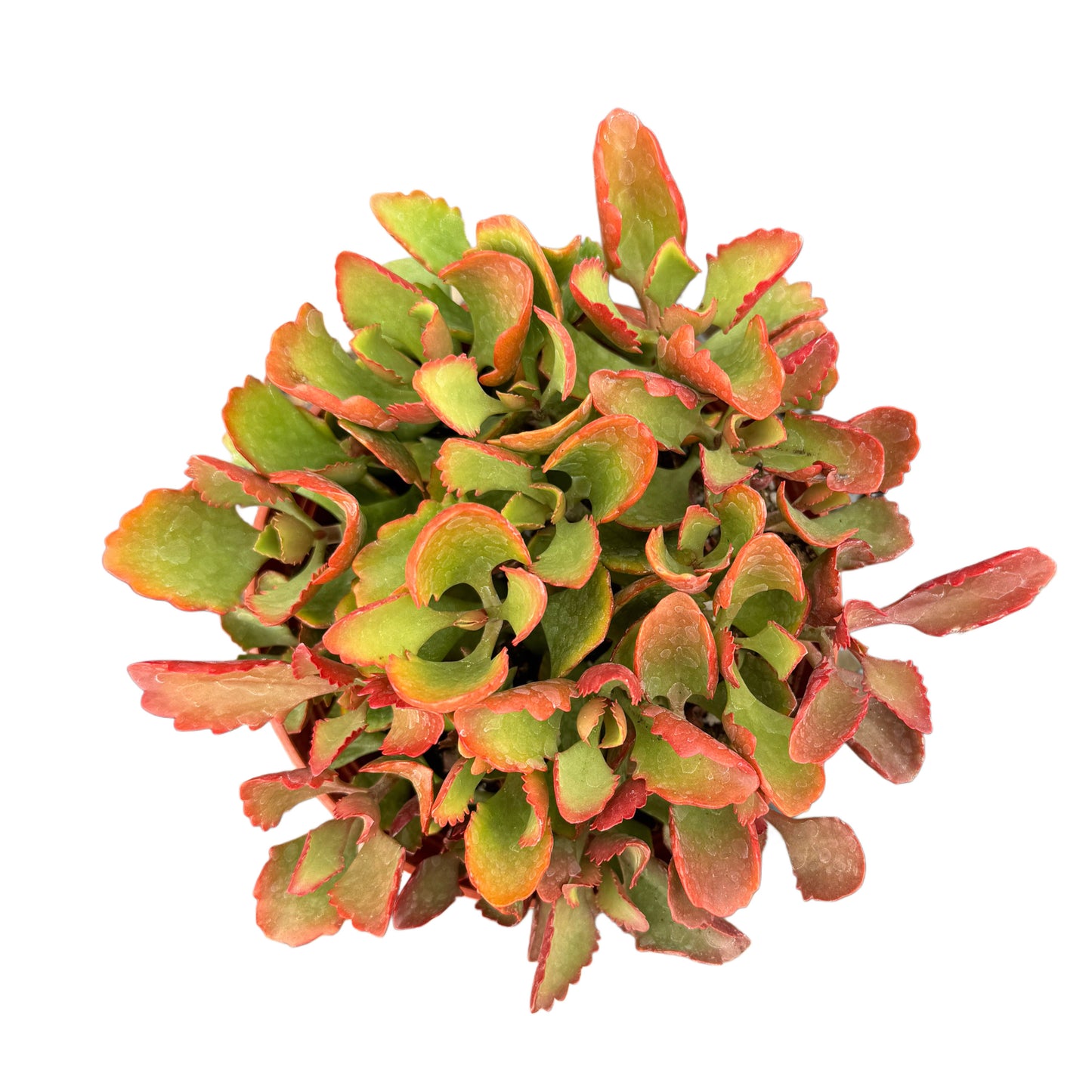 Kalanchoe sexangularis | Six Angled Kalanchoe