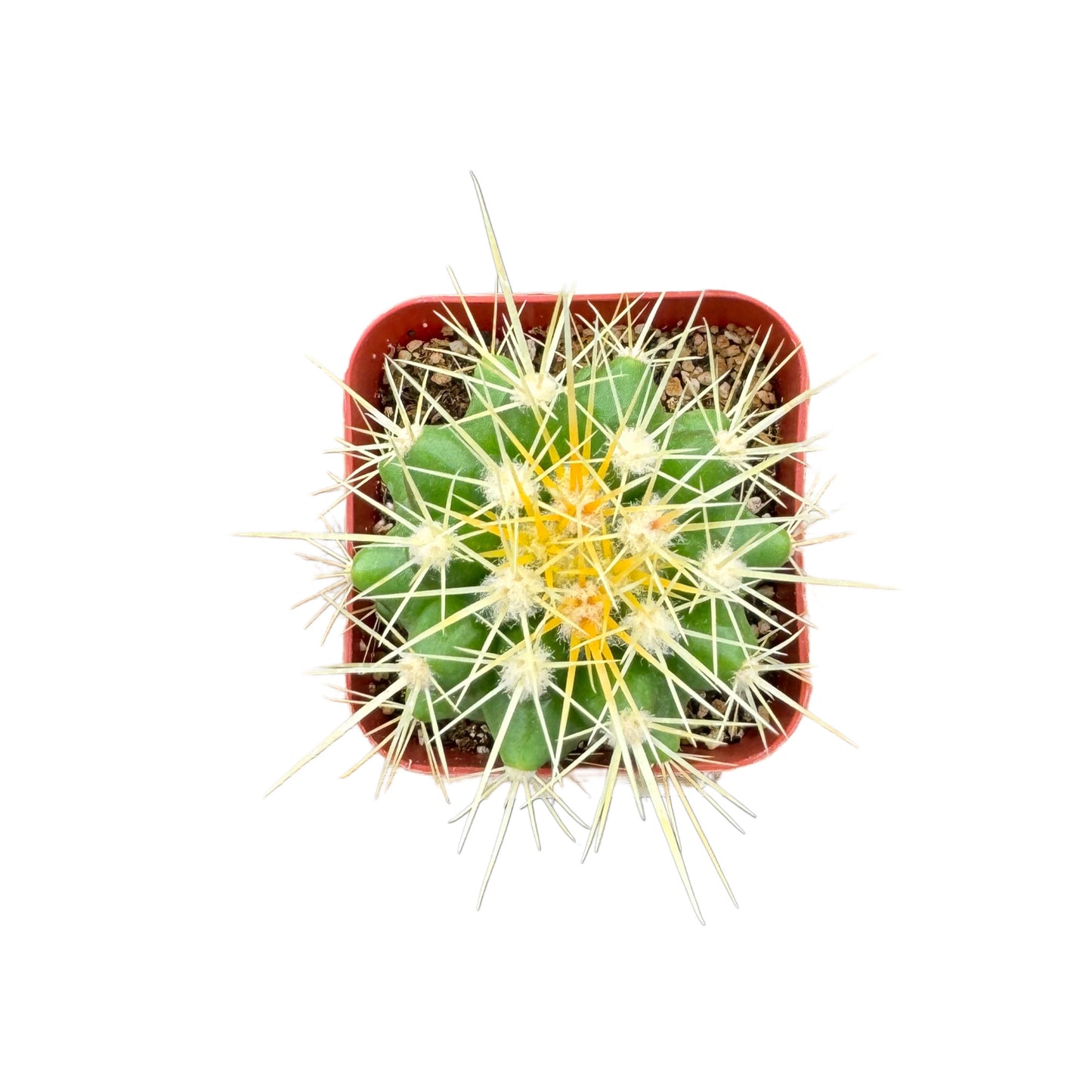 Echinocactus grusonii | Golden Barrel Cactus