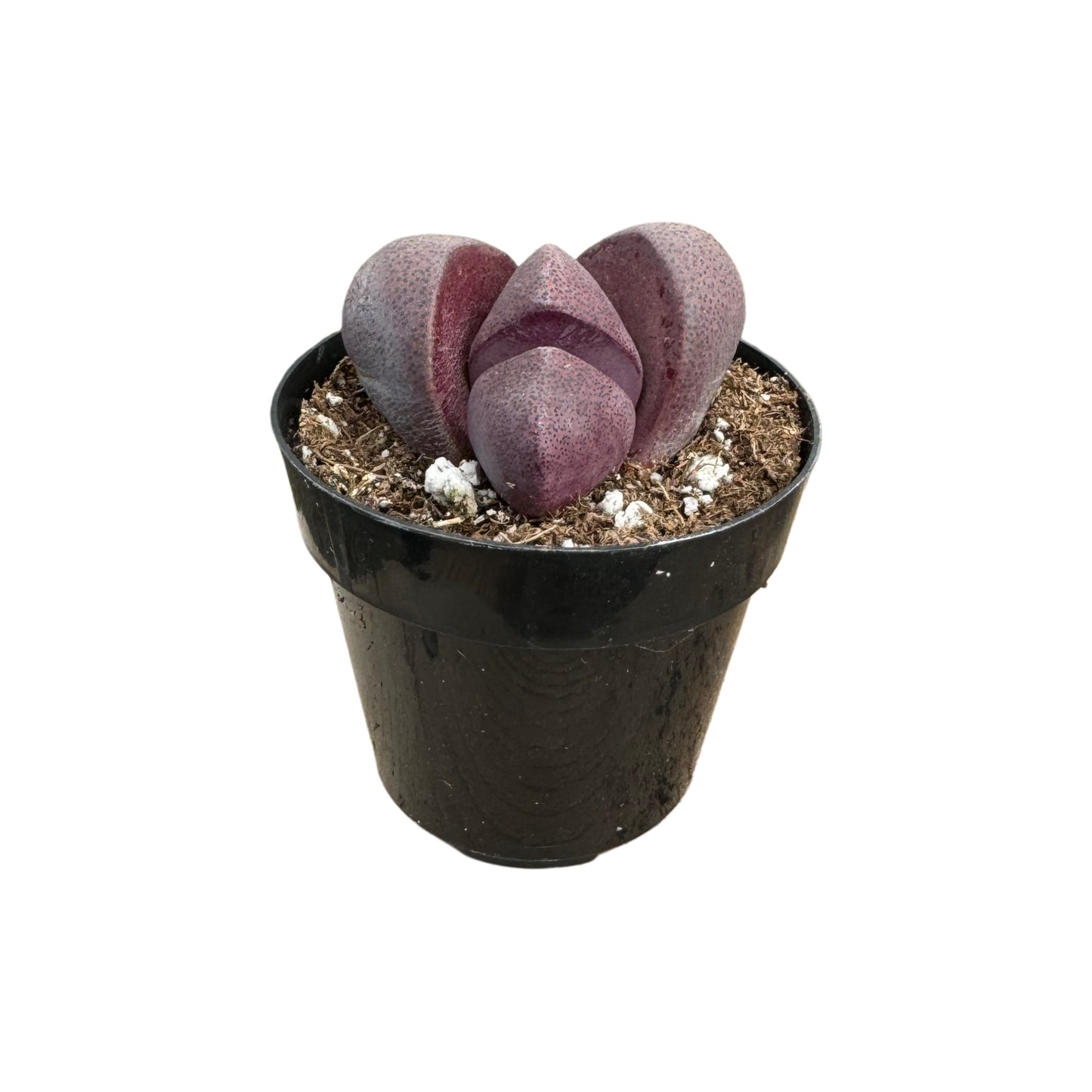 Pleiospilos nelii | Royal Flush